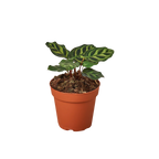 Calathea 'Makoyana'