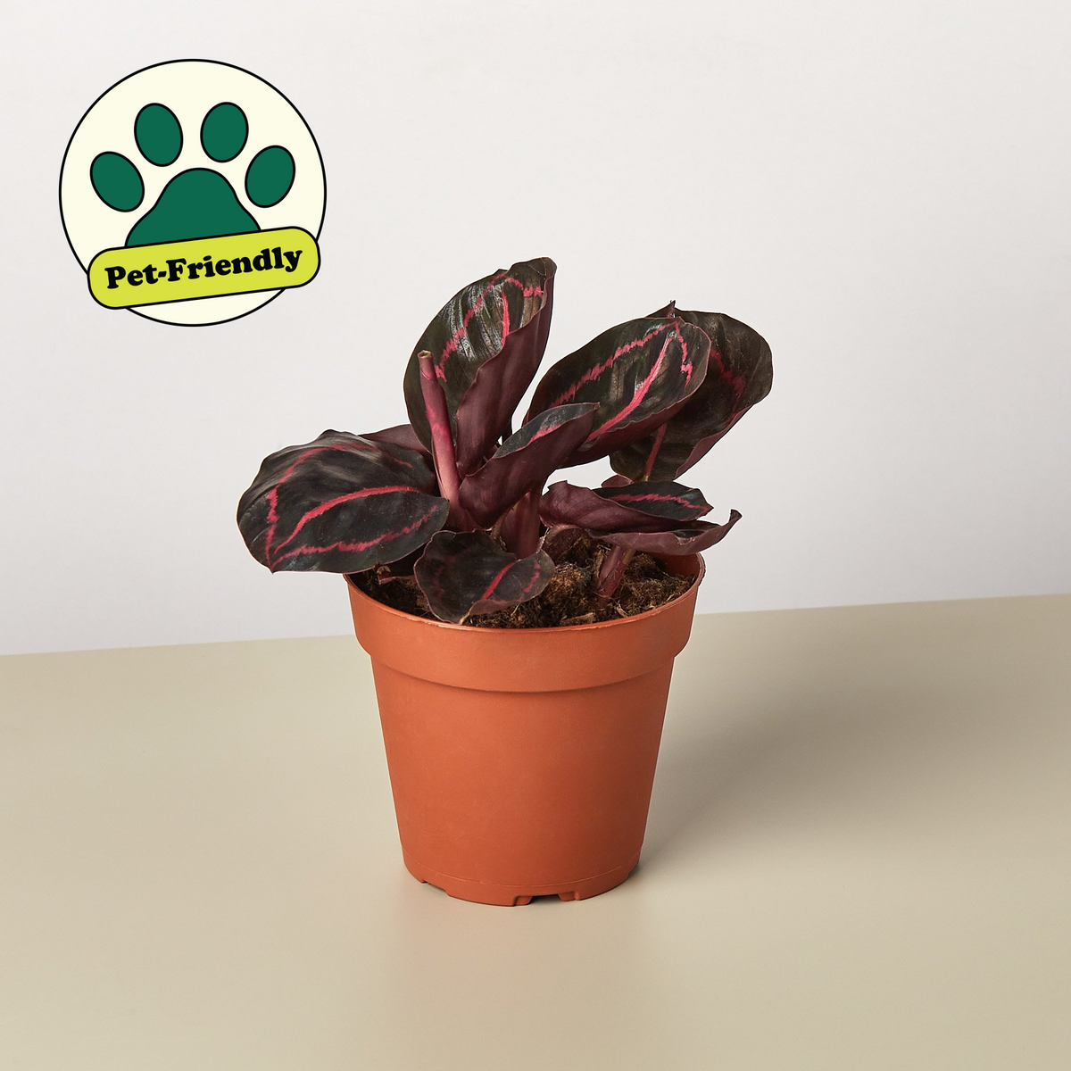 Dottie Calathea — Pink-Ringed Prayer Plant live plant