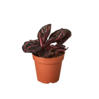 Dottie Calathea — Pink-Ringed Prayer Plant live plant