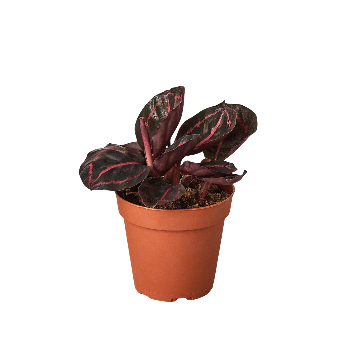Dottie Calathea — Pink-Ringed Prayer Plant live plant
