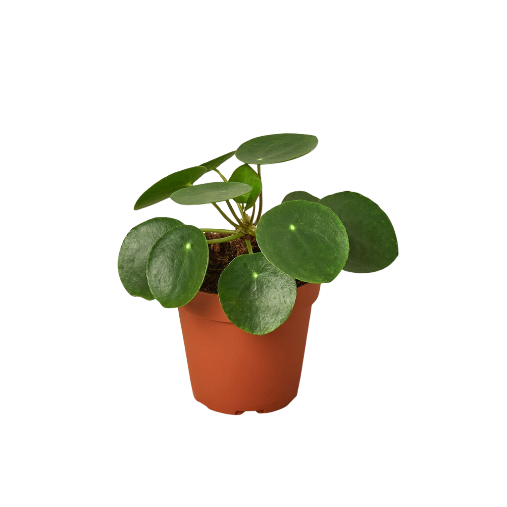 Chinese Money Plant — Pilea Peperomioides live plant