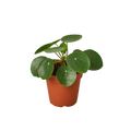 Chinese Money Plant — Pilea Peperomioides