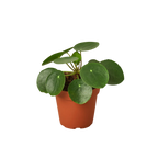 Chinese Money Plant — Pilea Peperomioides live plant