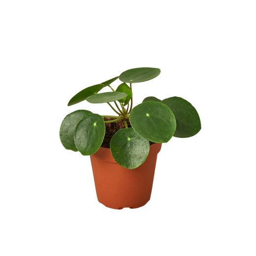 Chinese Money Plant — Pilea Peperomioides