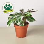 Calathea White Fusion — Variegated Prayer Plant live plant