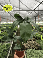 Philodendron 'Goeldii'