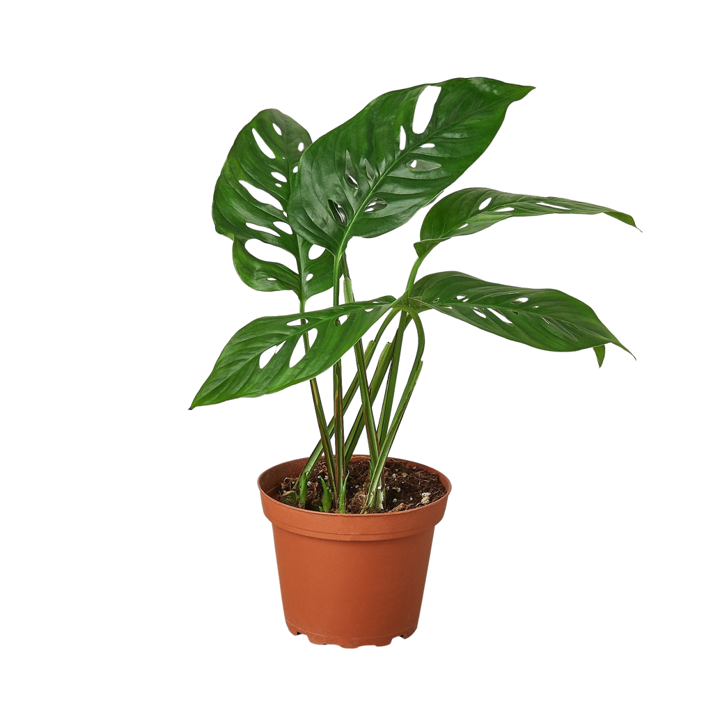 Monstera Adansonii — Swiss Cheese Vine live plant