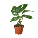 Monstera Adansonii — Swiss Cheese Vine live plant