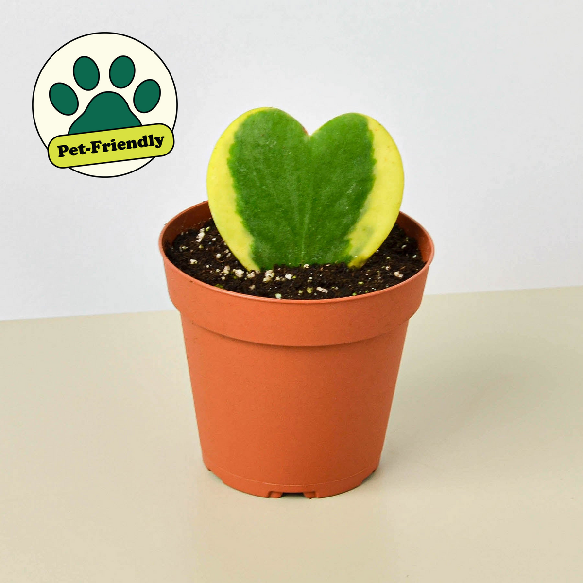 Variegated Sweetheart Hoya — Heart-Leaf Plant live plant