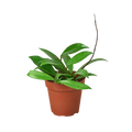 Hoya 'Publicalyx' — 4-Inch Pot