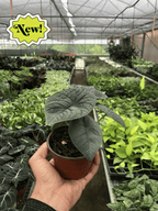 Alocasia Melo — Textured Jewel Alocasia live plant