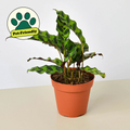 Rattlesnake Calathea — Patterned Prayer Plant