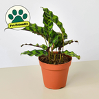 Rattlesnake Calathea — Patterned Prayer Plant live plant