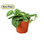 Pothos 'Satin'