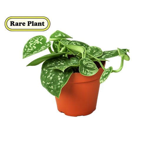 Pothos 'Satin'