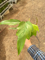 Philodendron Mayoi