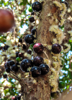 Jabuticaba Tree — Brazilian Grape Tree