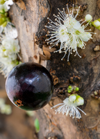 Jabuticaba Tree — Brazilian Grape Tree