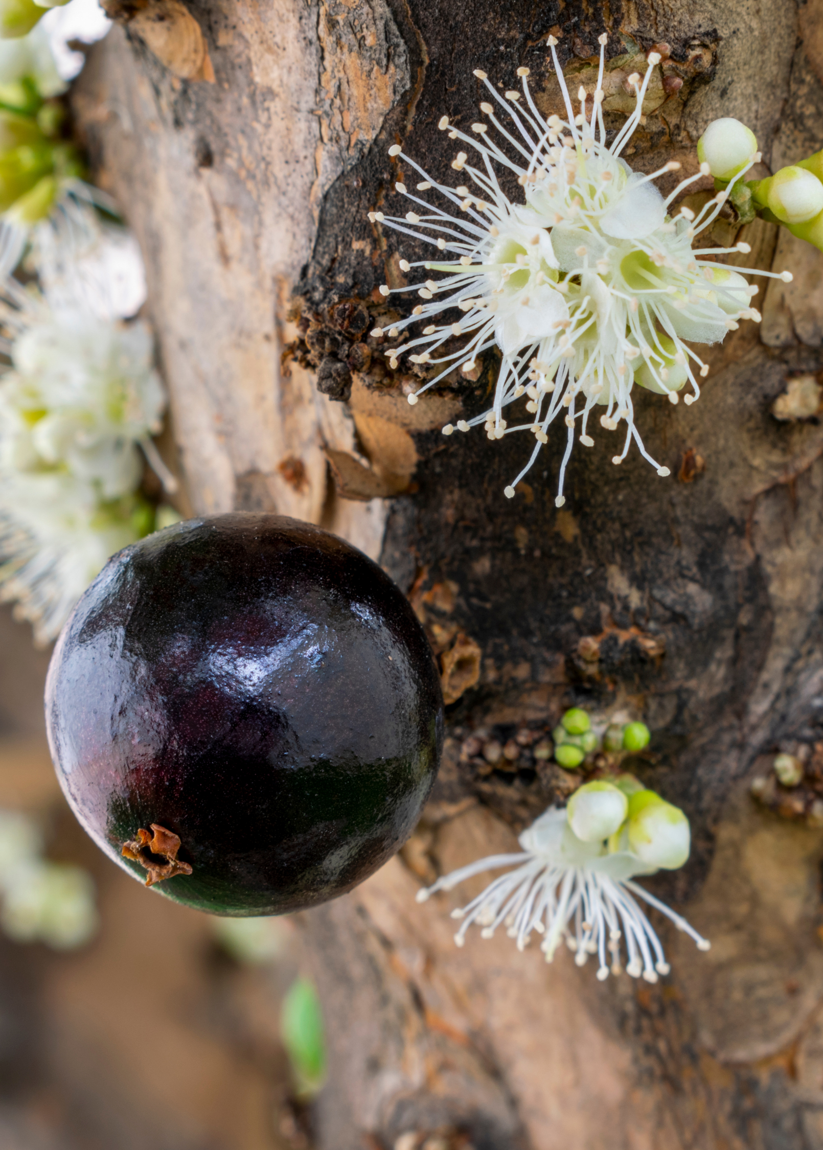 Jabuticaba Tree — Brazilian Grape Tree