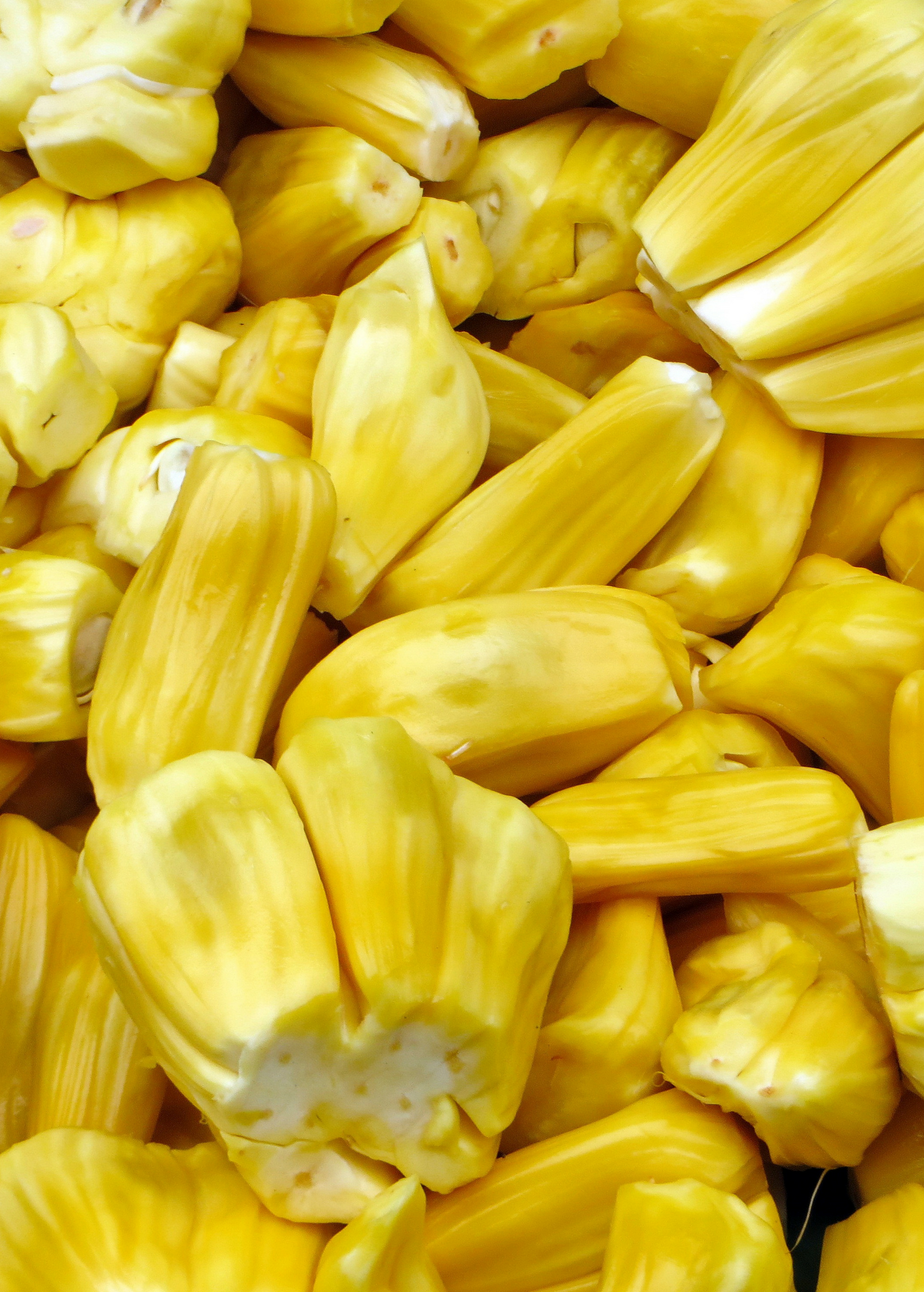 Black Gold Jackfruit Tree live plant - additional view 3
