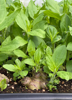 Jerusalem Artichoke — Sunchoke Live Plant