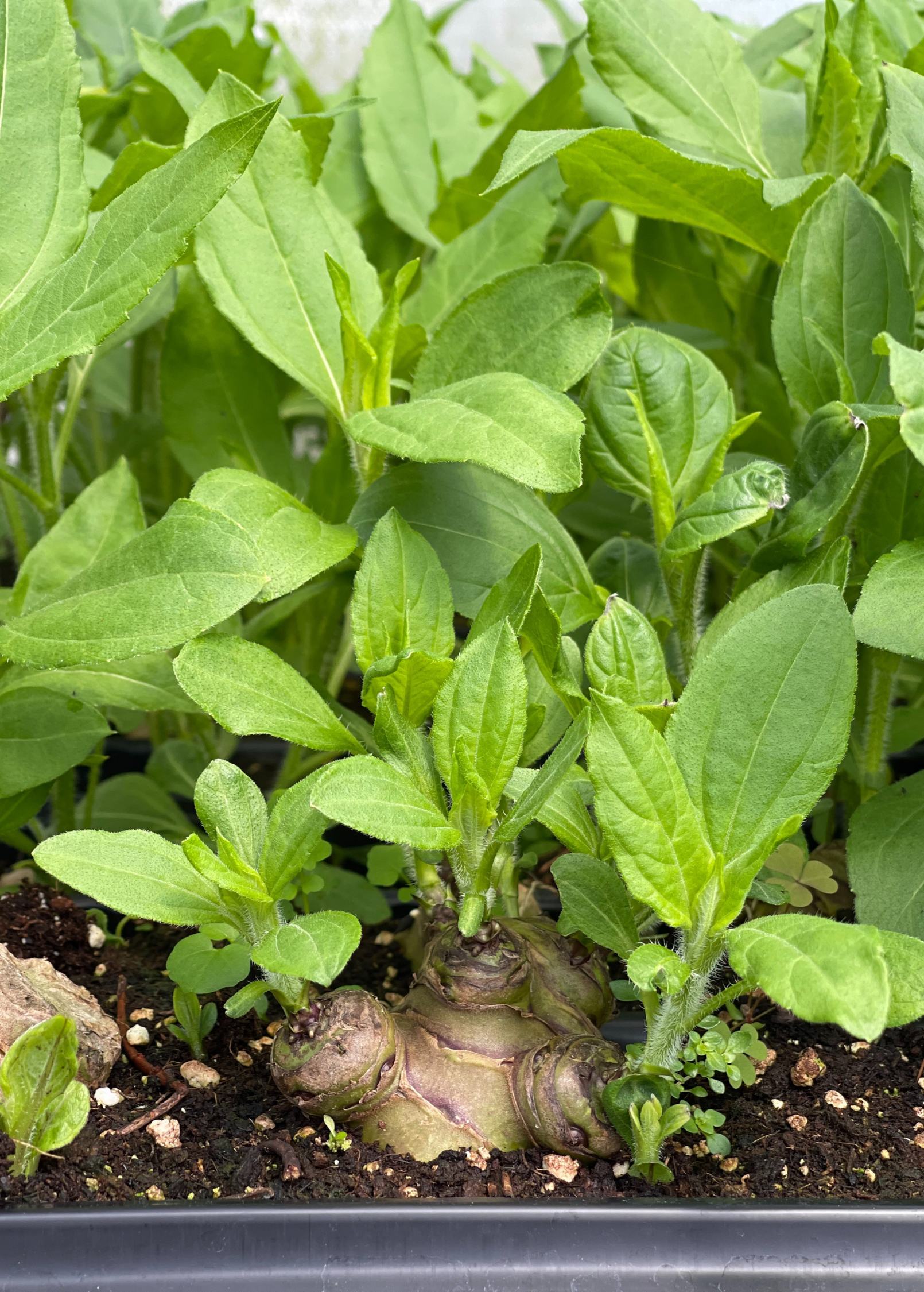 Jerusalem Artichoke — Sunchoke Live Plant