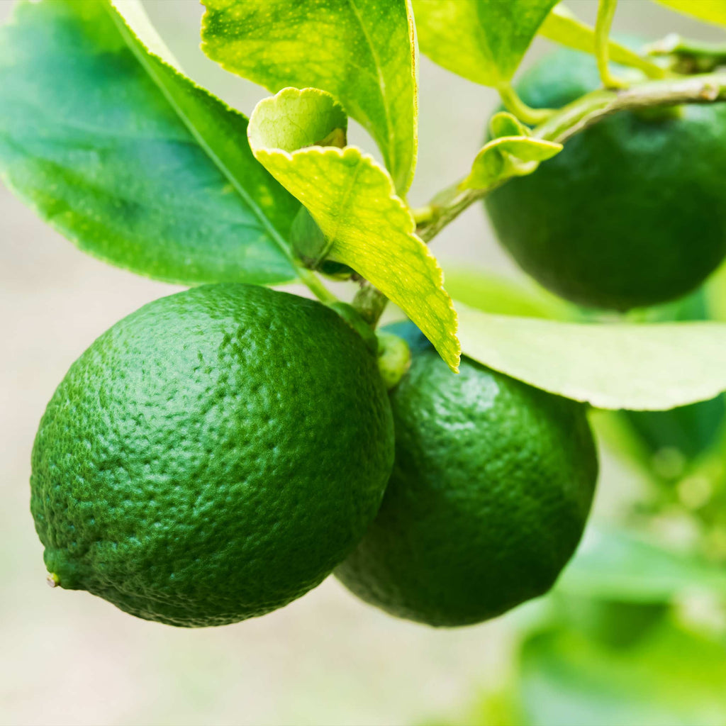 Key Lime Bush live fruit plant