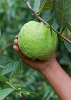 Kilo Guava Tree — Large-Fruited Guava