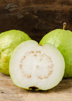Kilo Guava Tree — Large-Fruited Guava