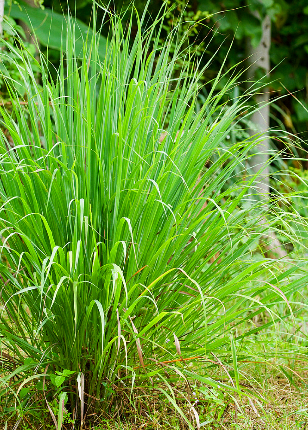 Established lemongrass clump with long green leaves; growth example, not arrival size