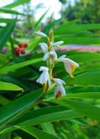 Lesser Galangal — Alpinia officinarum Plant