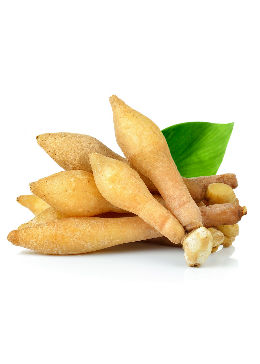 Lesser Galangal — Alpinia officinarum Plant