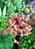 Greater Galangal — Alpinia galanga Plant