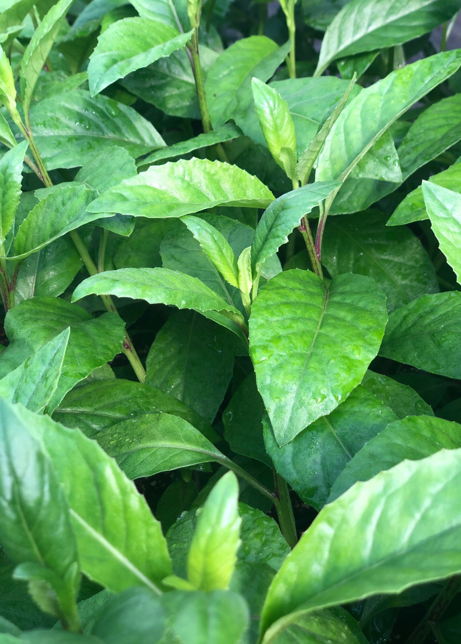 Longevity Spinach (Gynura procumbens)