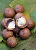 Beaumont Macadamia — Live Nut Tree