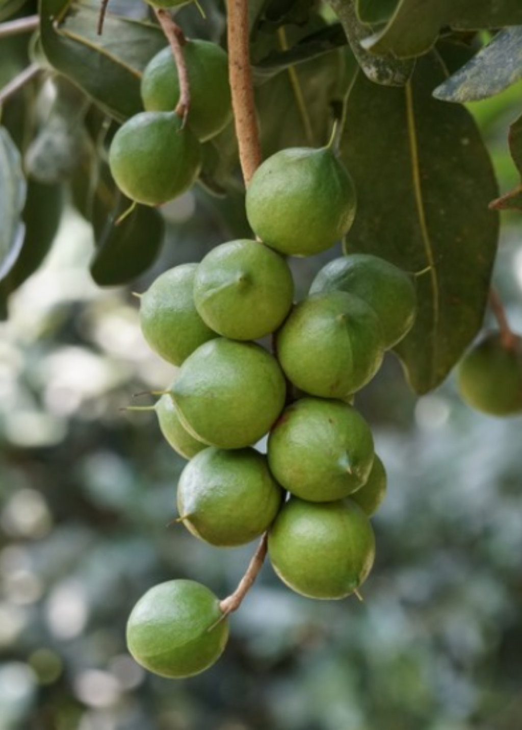 Beaumont Macadamia — Live Nut Tree