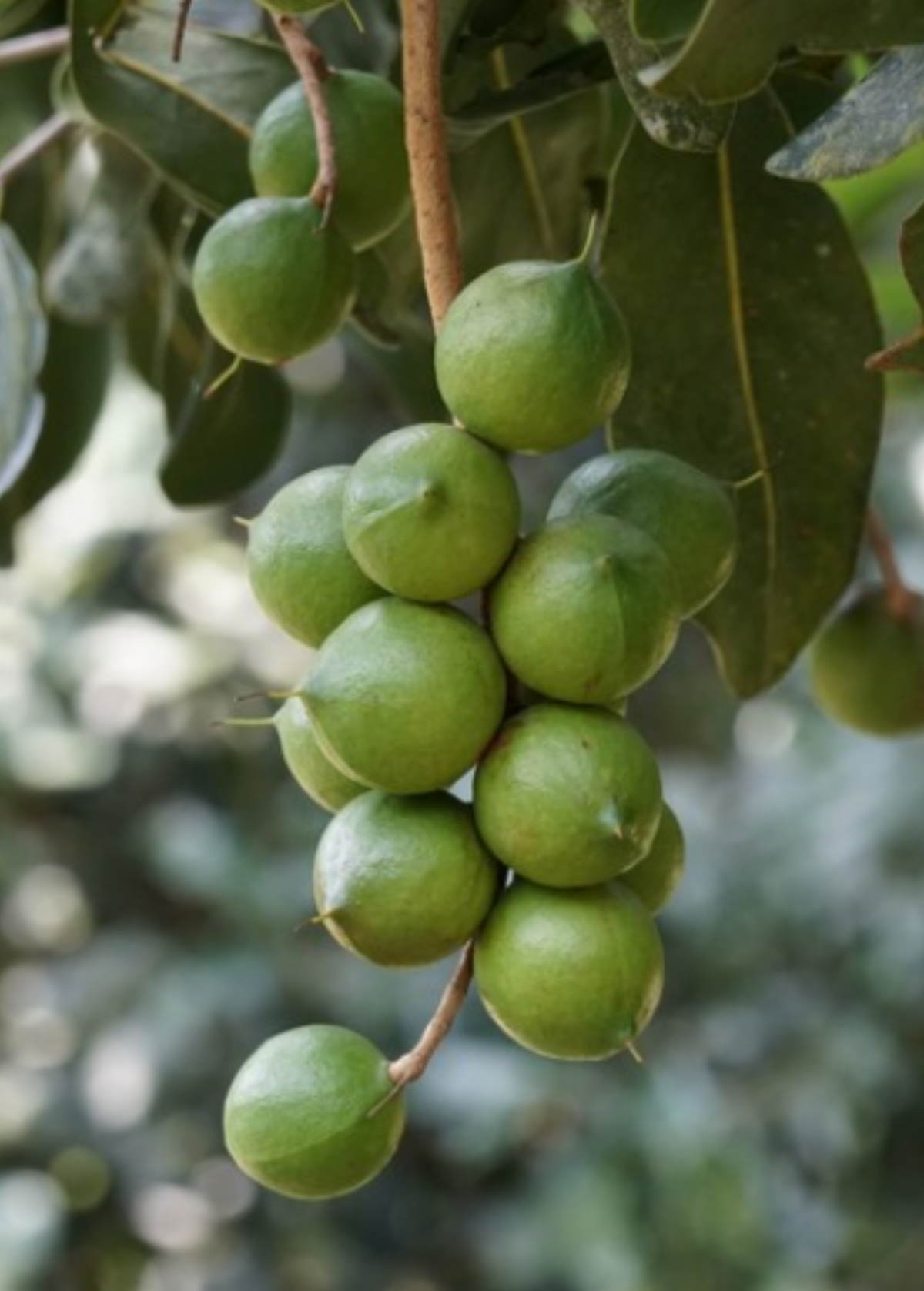 Beaumont Macadamia — Live Nut Tree