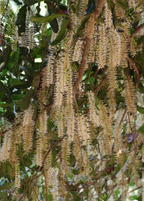 Beaumont Macadamia — Live Nut Tree