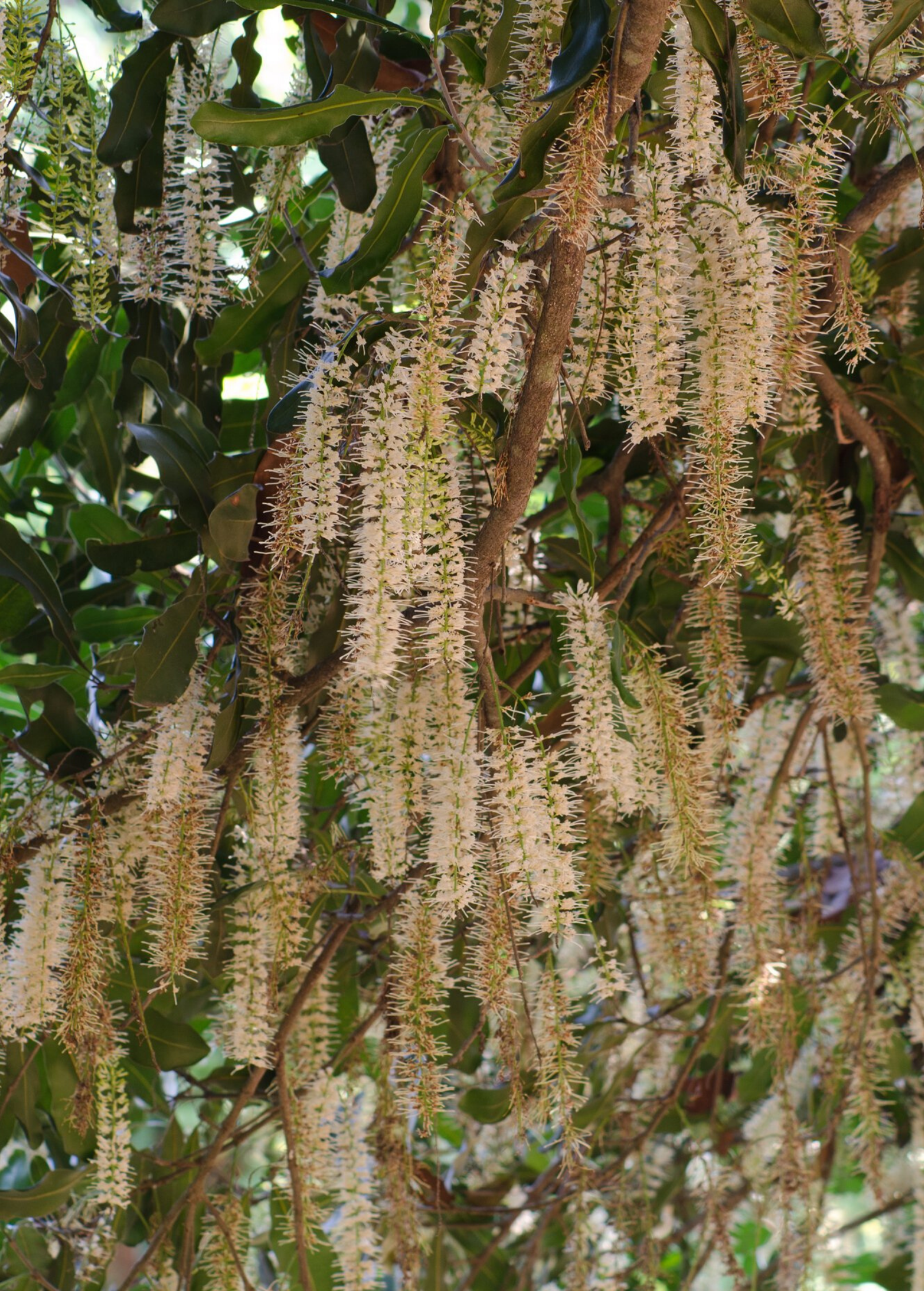 Beaumont Macadamia — Live Nut Tree