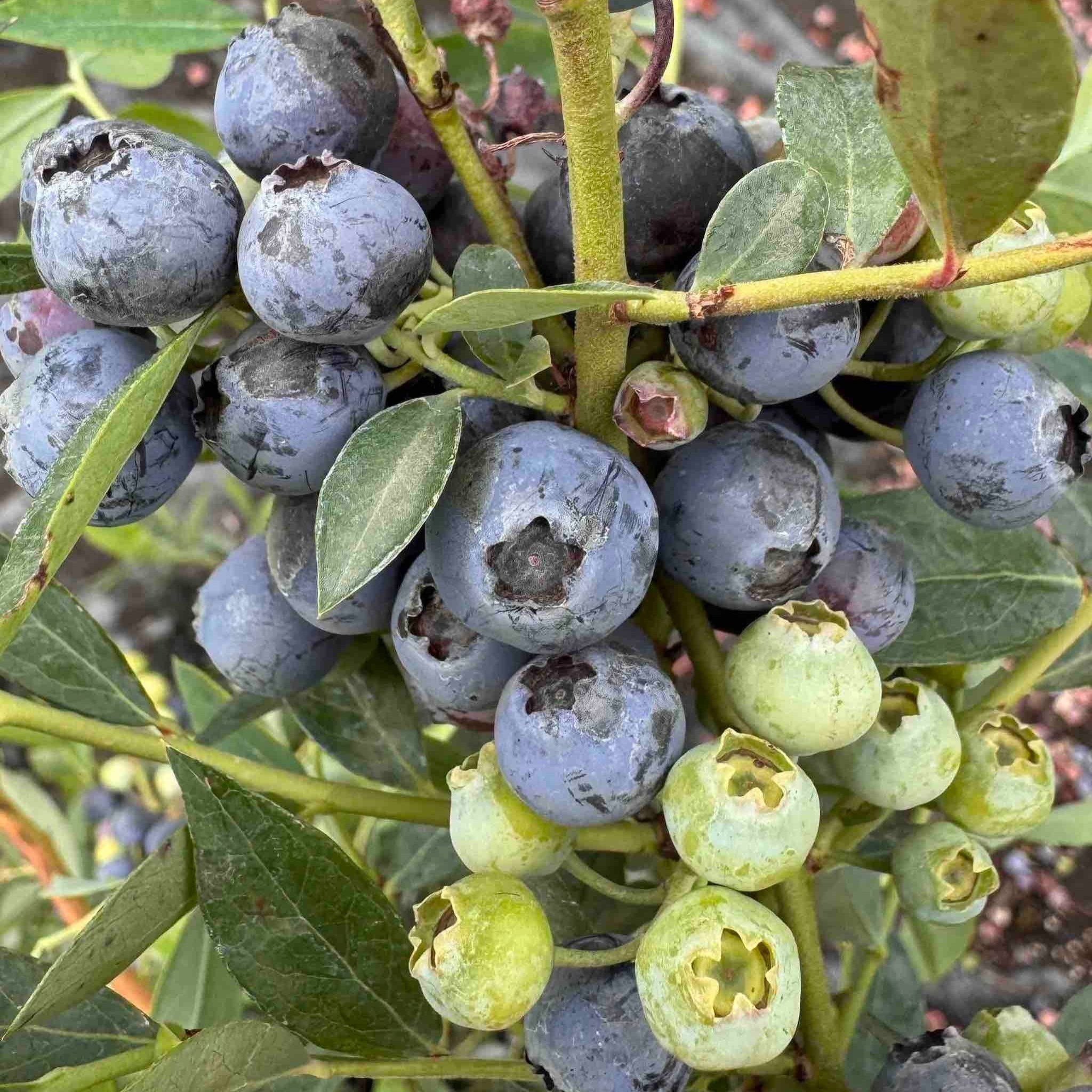 Mini Blues Blueberry Plant — Compact Sweet Berry Bush live plant