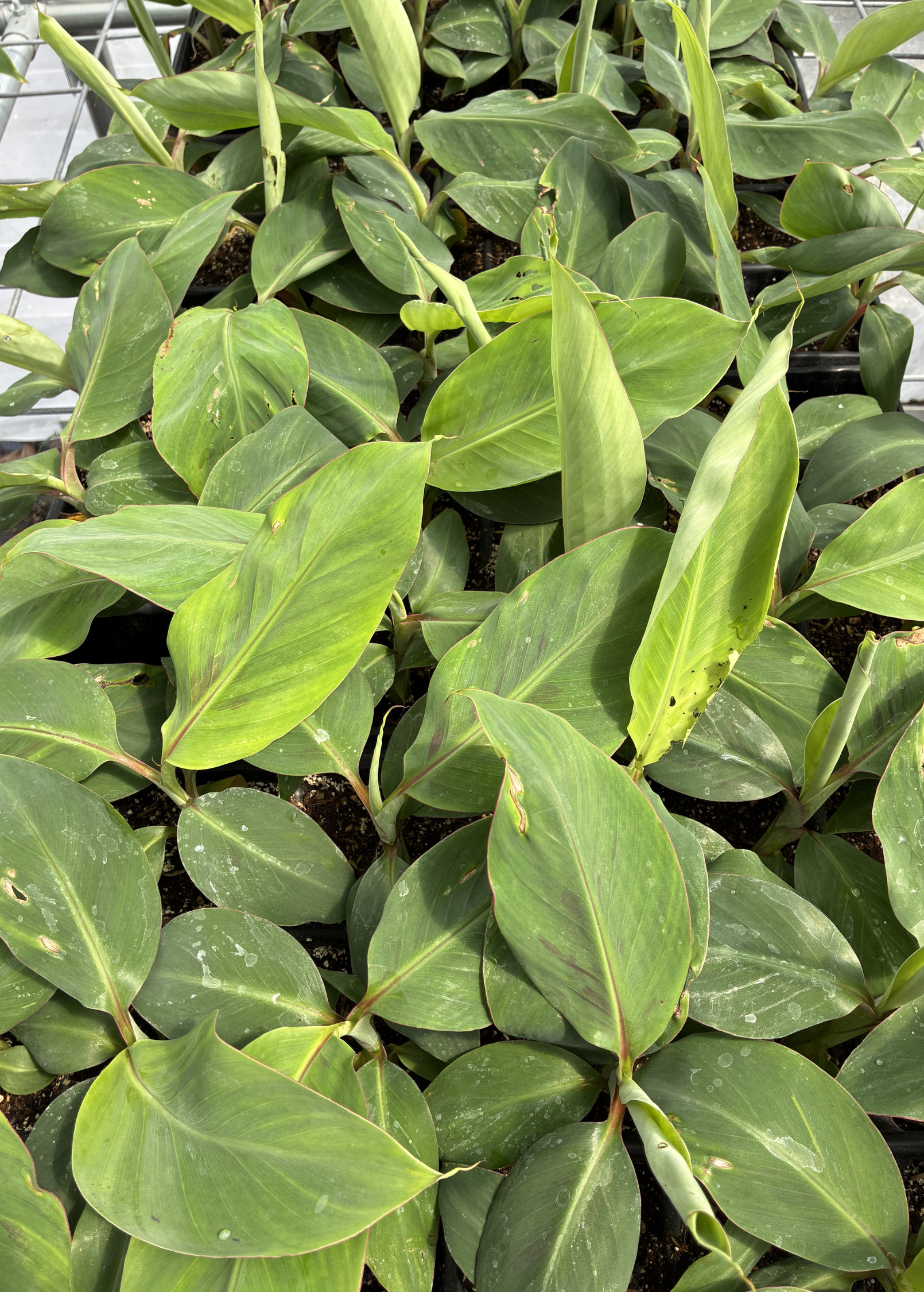 Mona Lisa Banana — Live Tropical Banana Plant