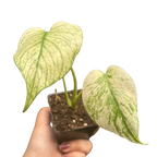 Monstera Deliciosa 'White Monster'
