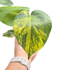 Monstera Deliciosa 'Yellow Marilyn'