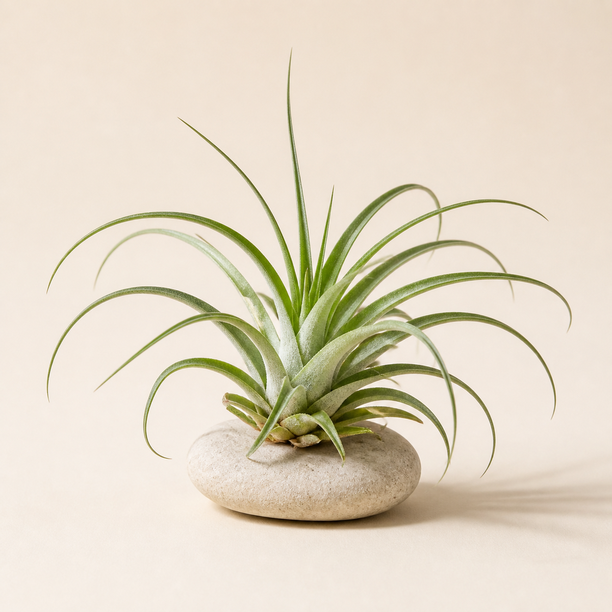 Representative mystery Tillandsia air plant on a neutral stone