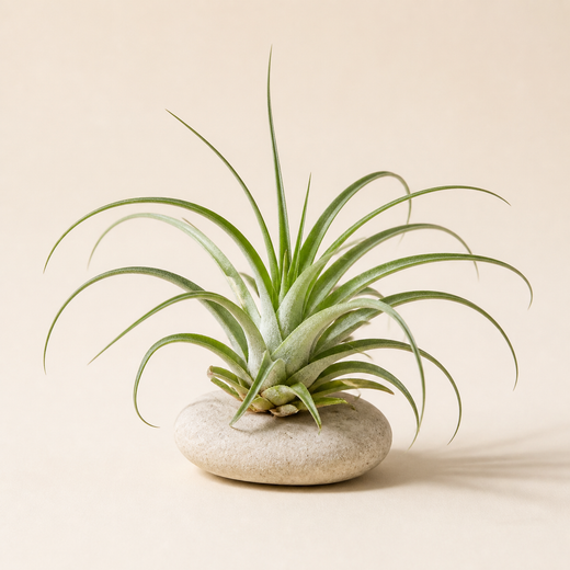 Mystery Air Plant