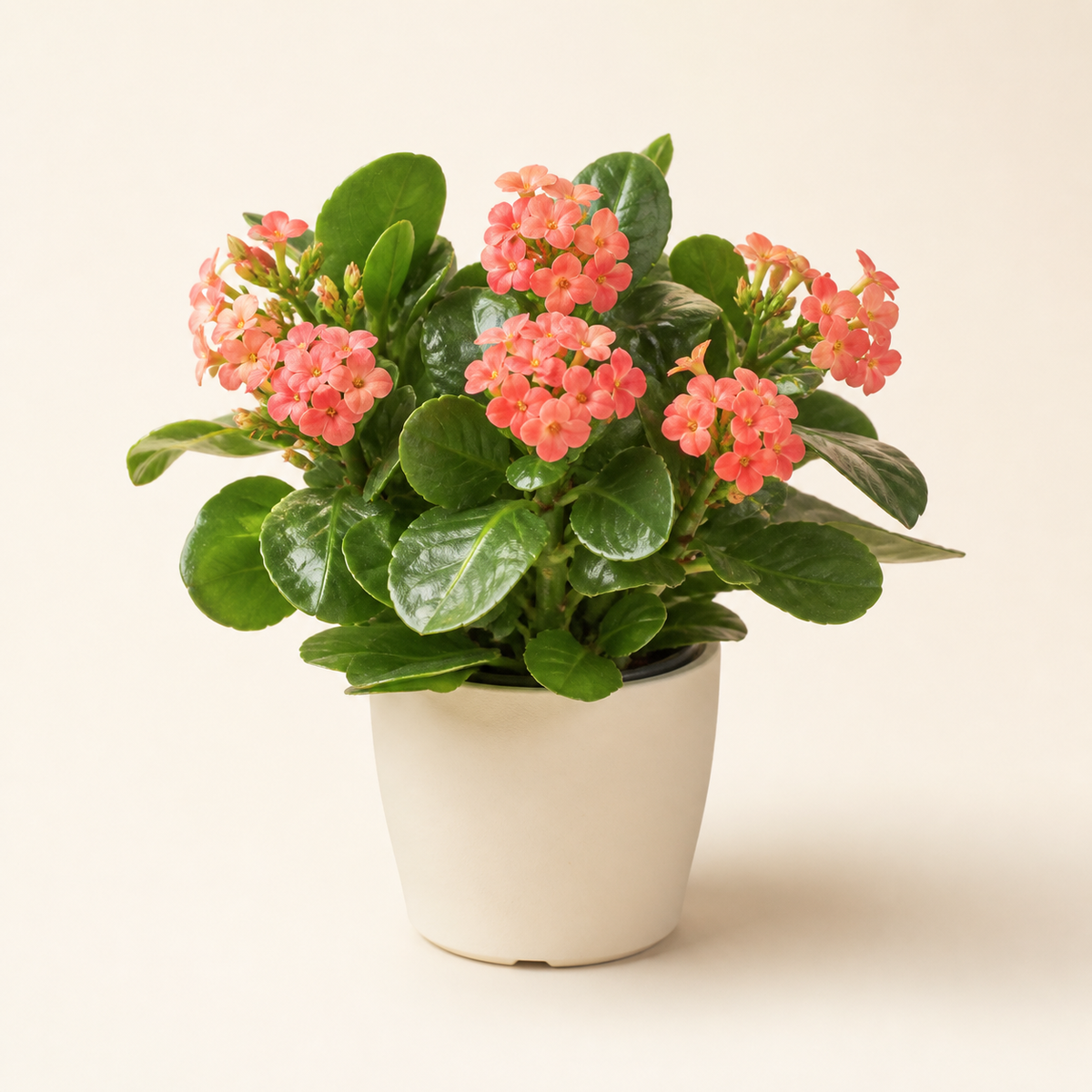 Representative mystery flowering houseplant in a neutral pot