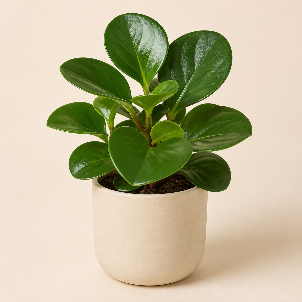 Representative pet-friendly mystery houseplant in a neutral pot