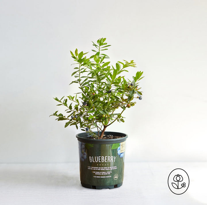 Clermont Group Buy — Sunshine Blue Blueberry (1 Gallon)