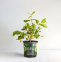 Clermont Group Buy — Mexican Guava (1 Gallon)