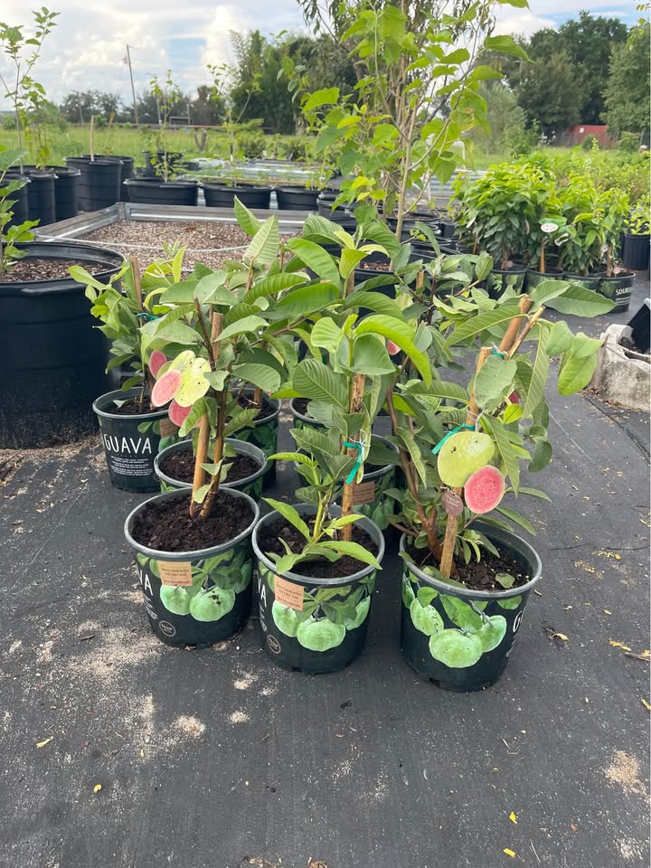 Clermont Group Buy — Tropical Pink Guava (1 Gallon)